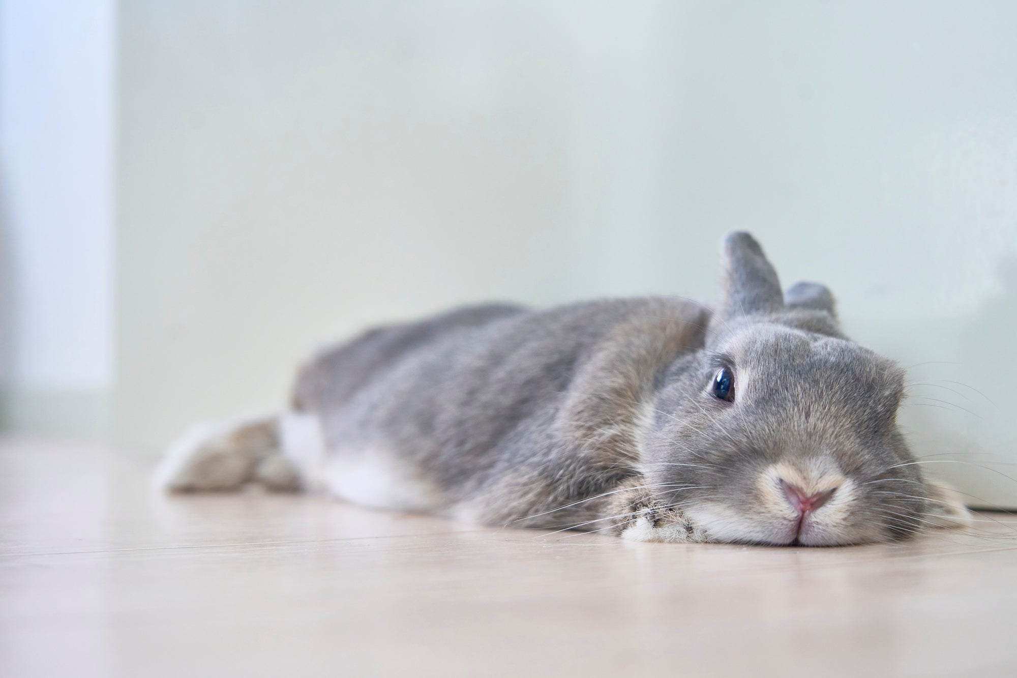 うさぎ柄のセレクトショップ らびっとぱれっと